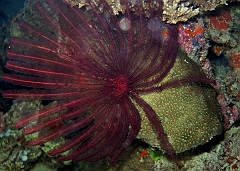 IMG_0810rf_Maldives_Madoogali_Plongee 7_House reef_Crinoide